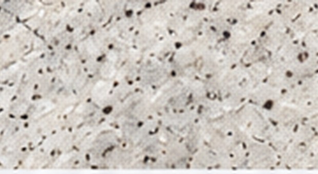 Kashmir White – granit indyjski