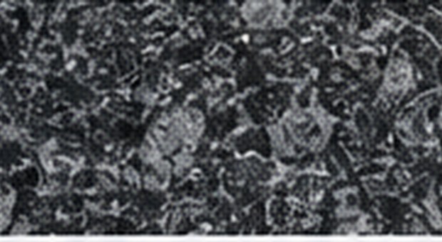 Steel Grey – granit indyjski